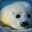 SadLittleSeal