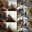 Forest12348