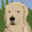 Achtergelaten Hond