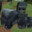 minecraf gorilla mod
