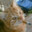 thundermeow