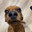 bork
